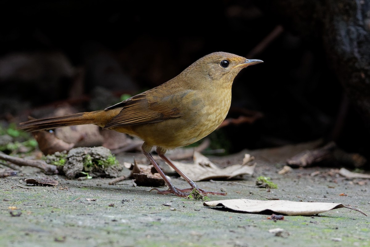 White-bellied Redstart - ML175687351