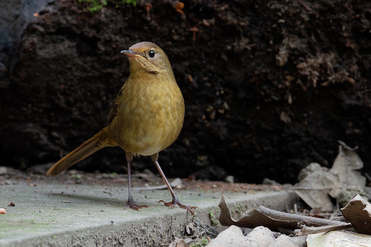 White-bellied Redstart - Vincent Wang