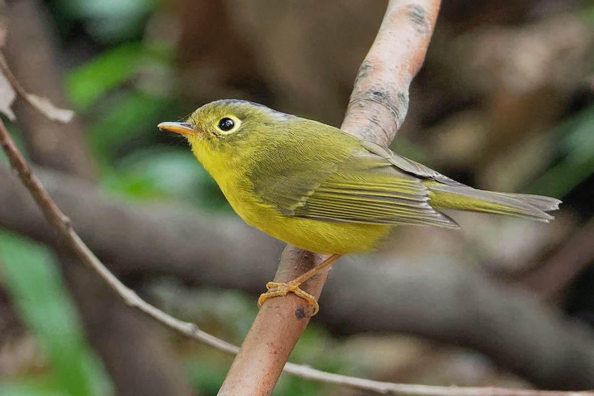 Bianchi's Warbler - ML175687791