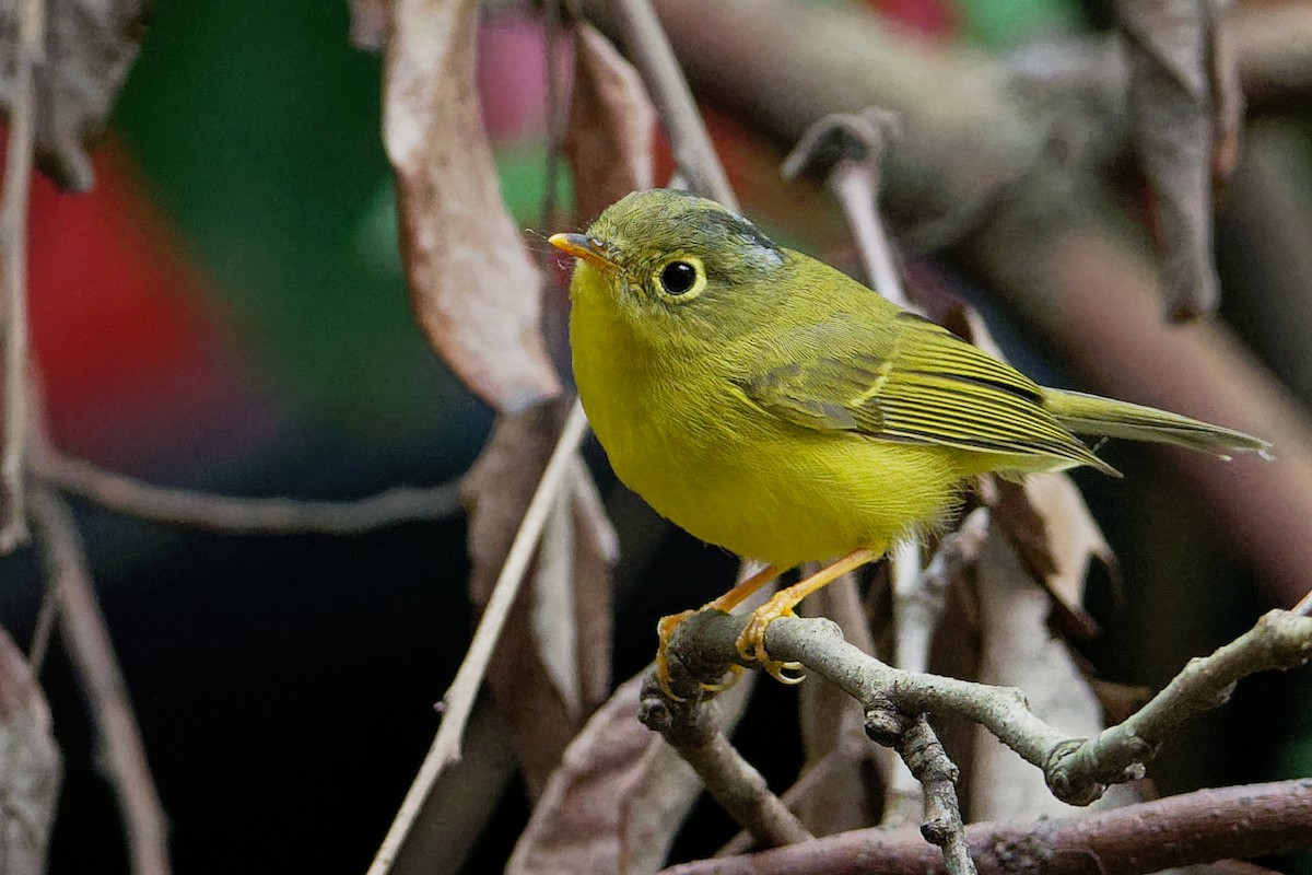 Bianchi's Warbler - ML175687801