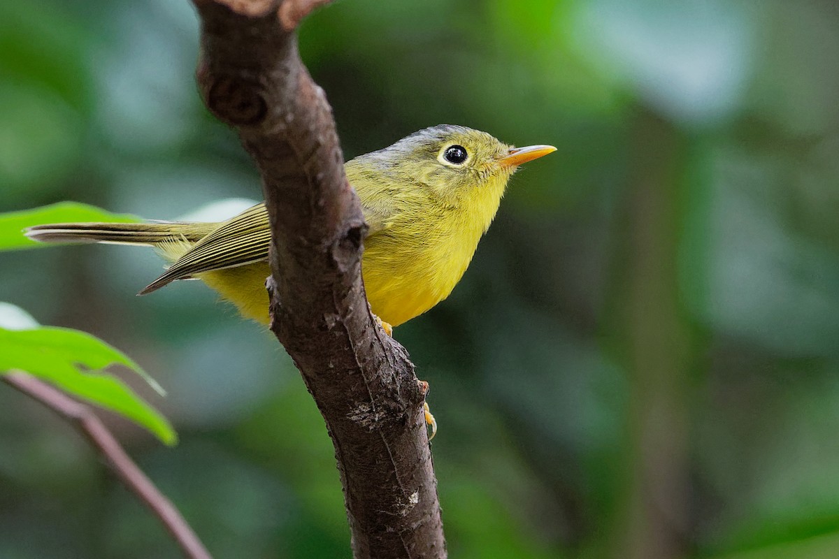 Bianchi's Warbler - Vincent Wang