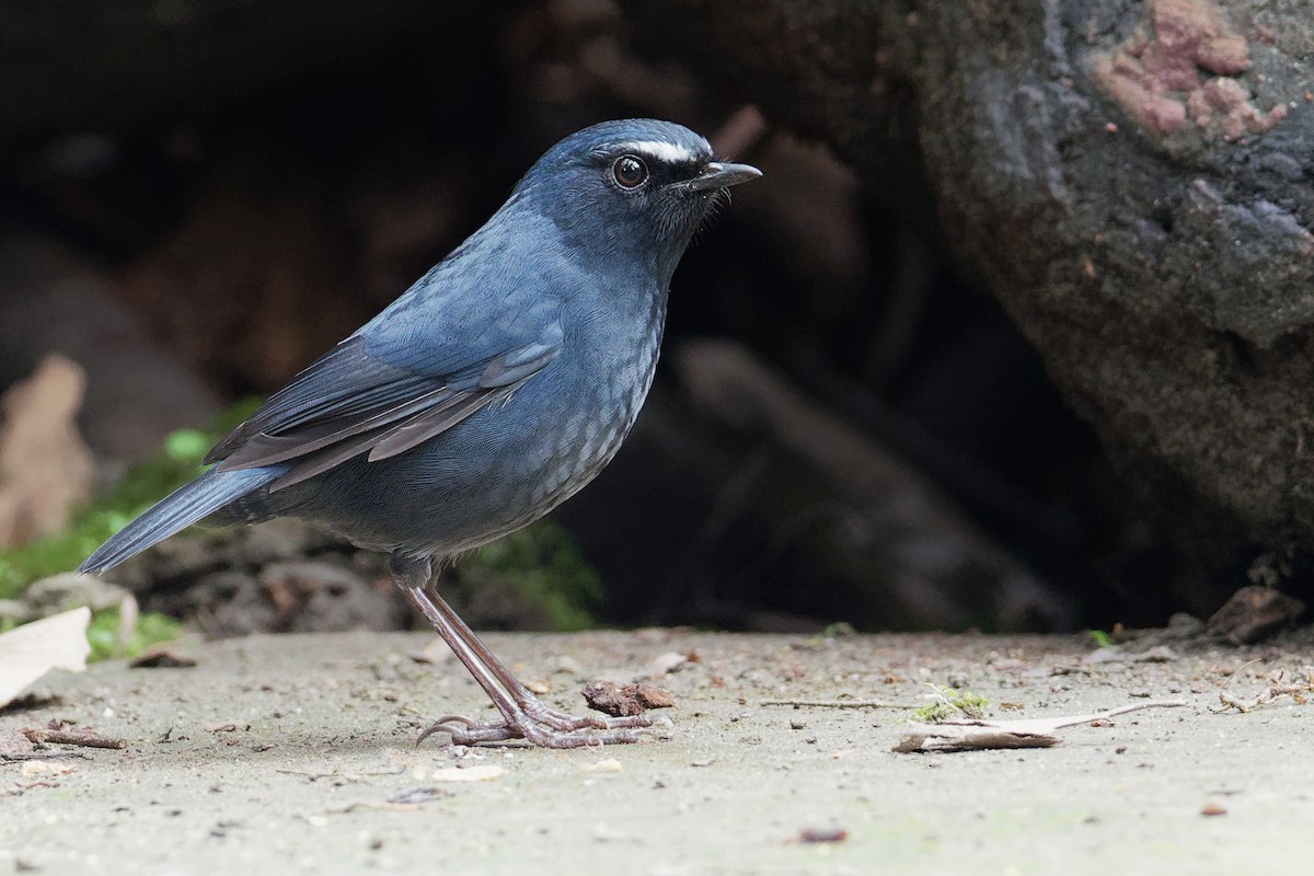 Himalayan Shortwing - ML175687901