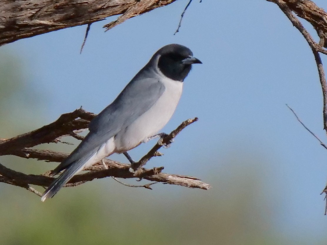 Masked Woodswallow - ML175688821