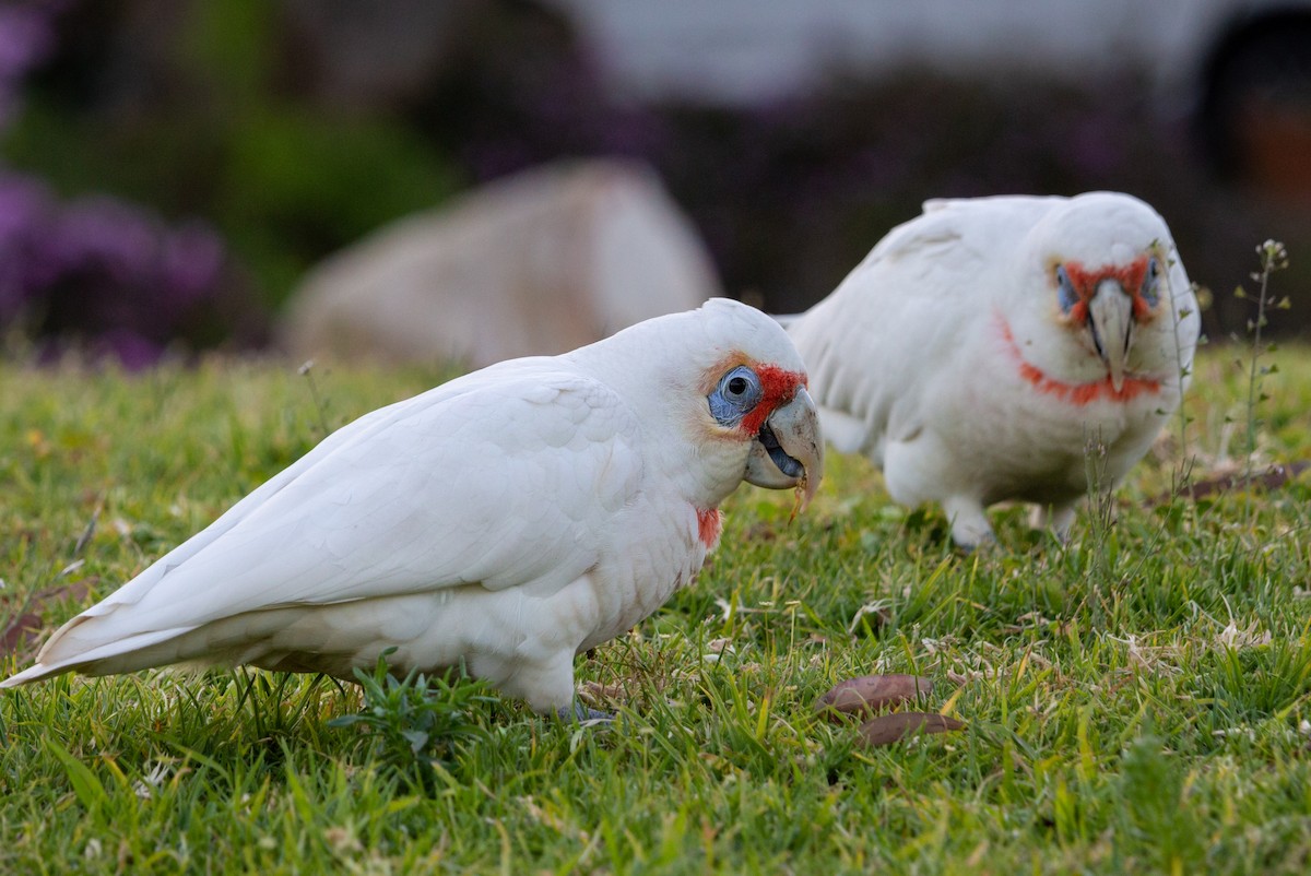 Long-billed Corella - ML175688971