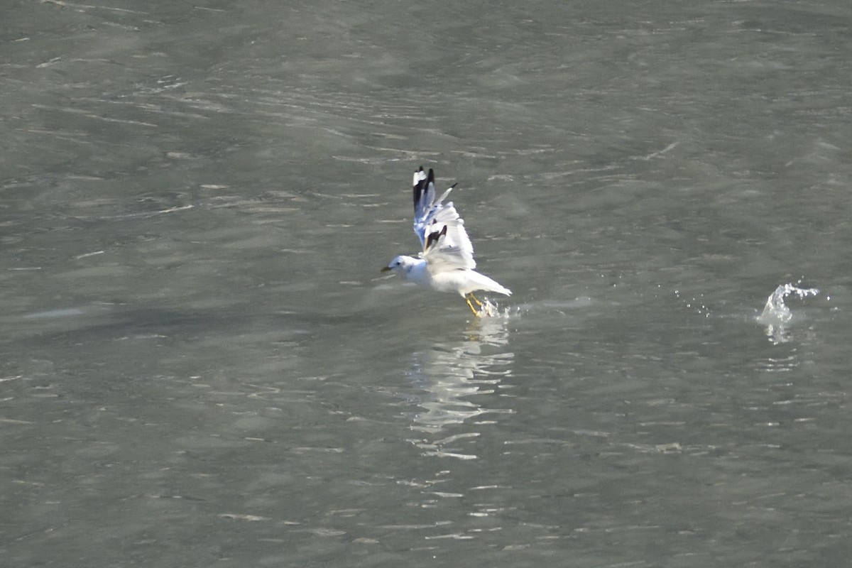 Short-billed Gull - ML175690911