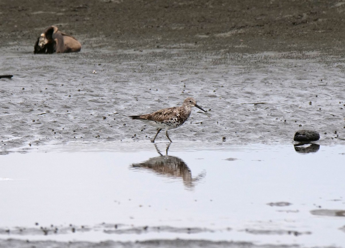 Great Knot - ML175691001