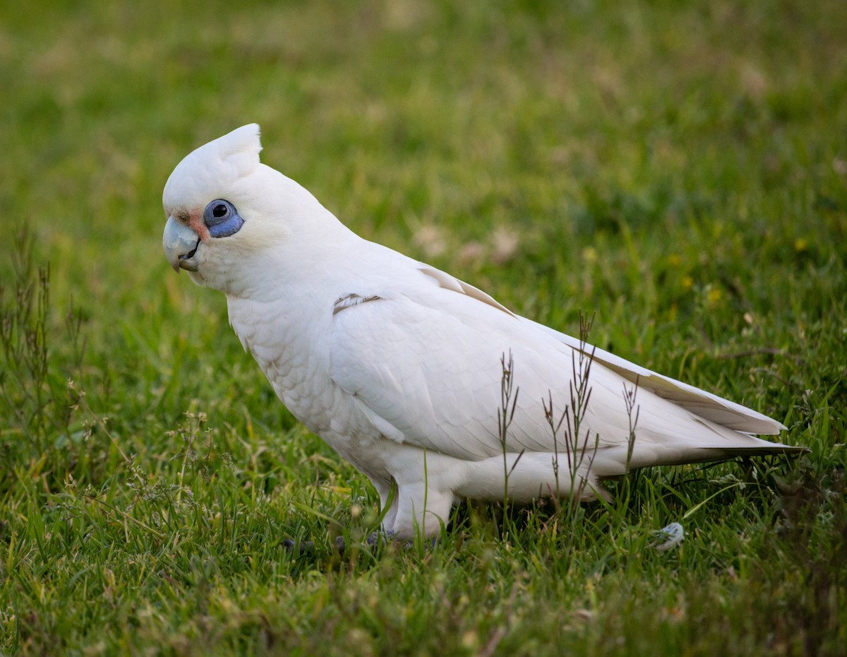 Cacatoès corella - ML175691141