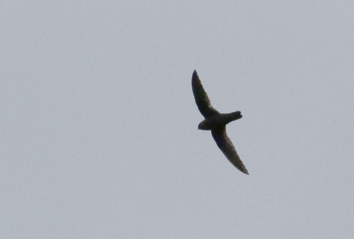 Chestnut-collared Swift - ML175693371