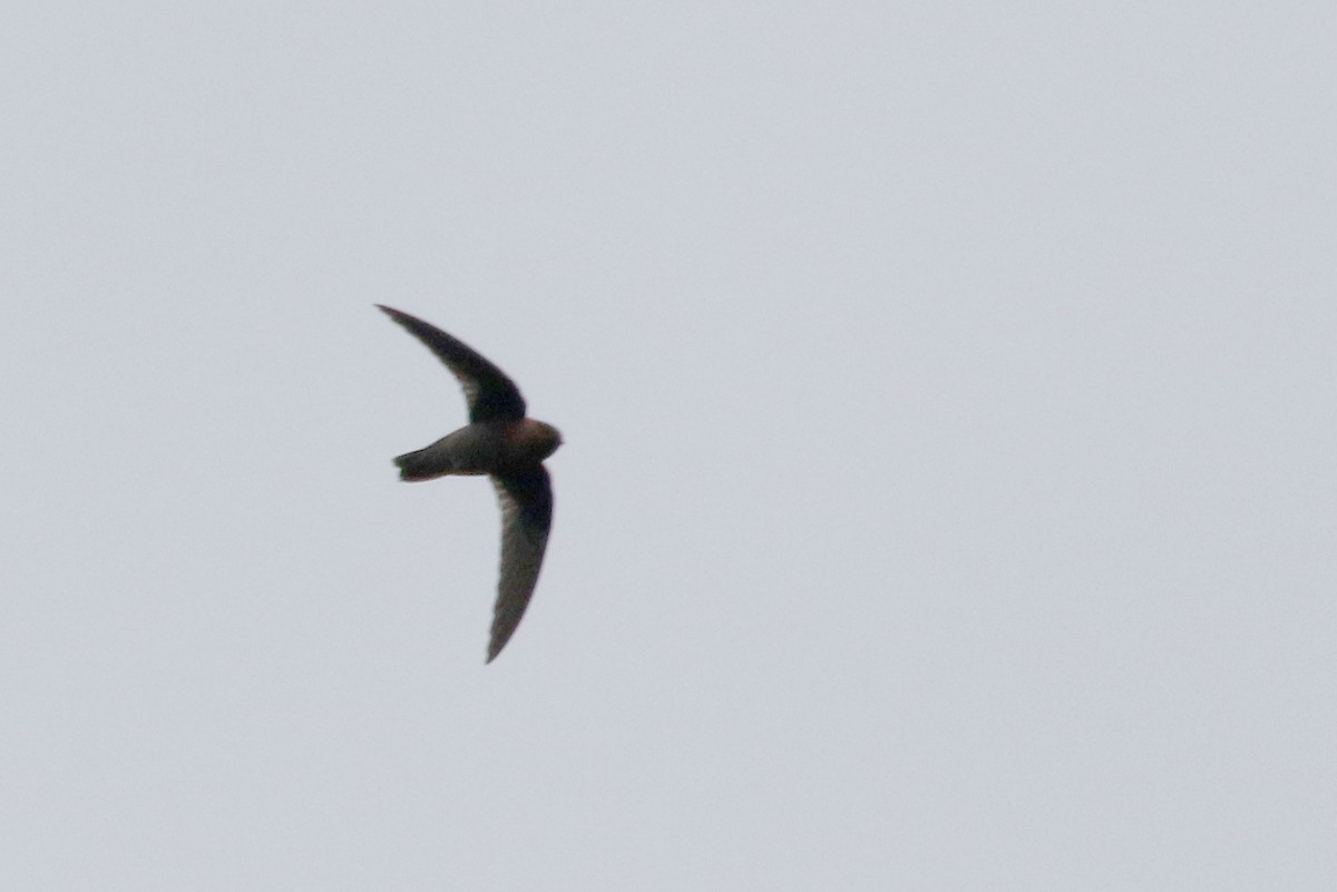 Chestnut-collared Swift - ML175693551