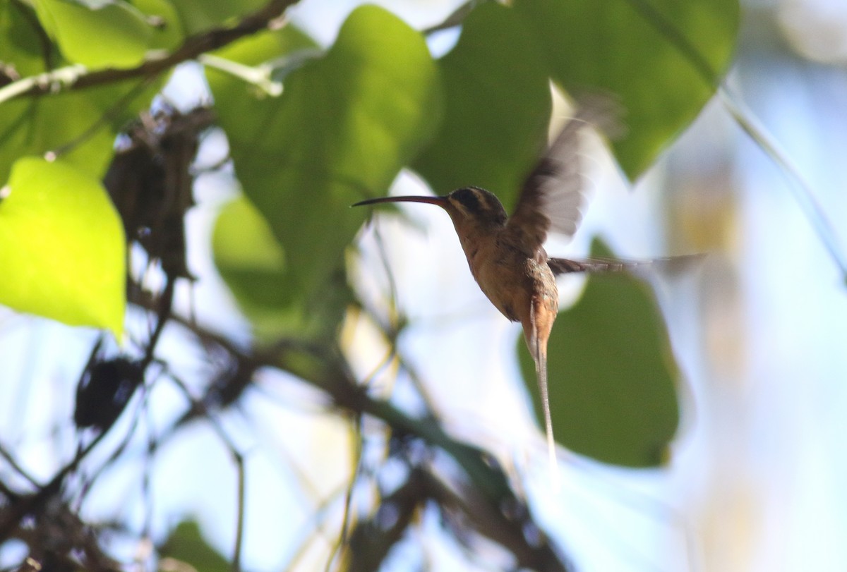 Planalto Hermit - ML175694801