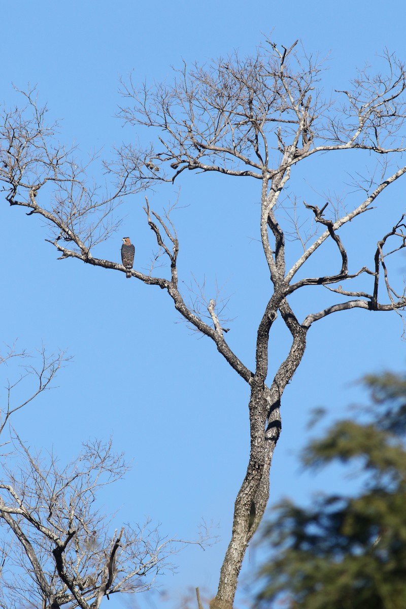 Ornate Hawk-Eagle - ML175694831