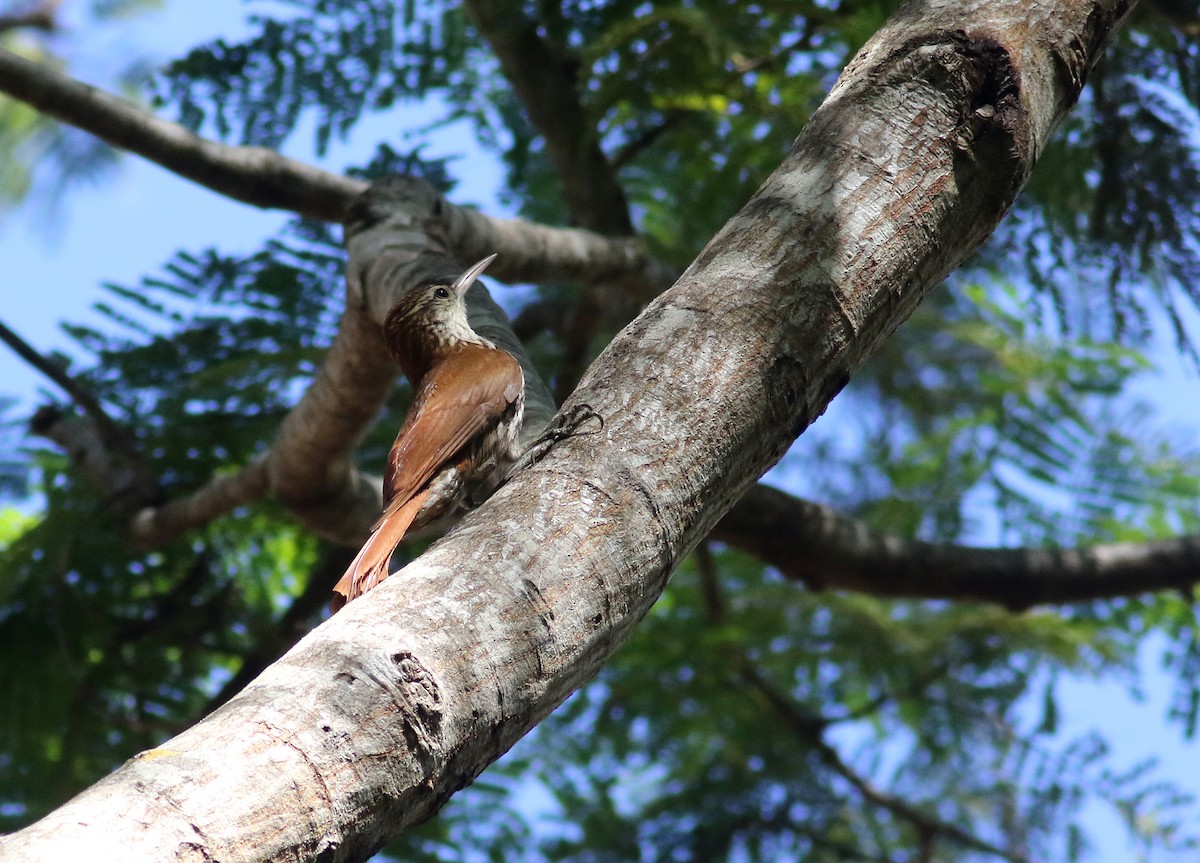 Scaled Woodcreeper (Wagler's) - ML175694861