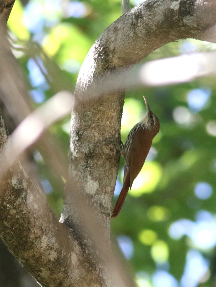 Scaled Woodcreeper (Wagler's) - ML175694881