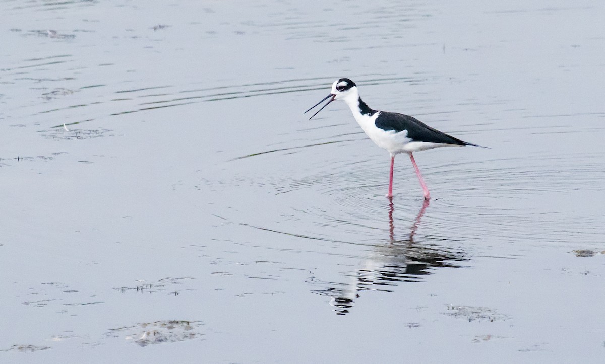 Black-necked Stilt - David Monroy Rengifo