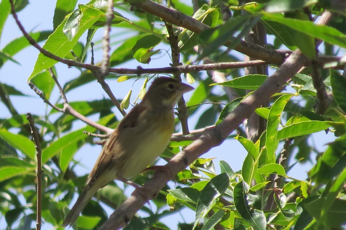 Dickcissel - ML175698231