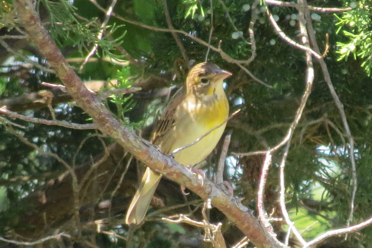 Dickcissel - ML175698311