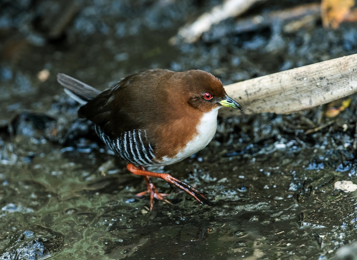 Red-and-white Crake - Nick Athanas