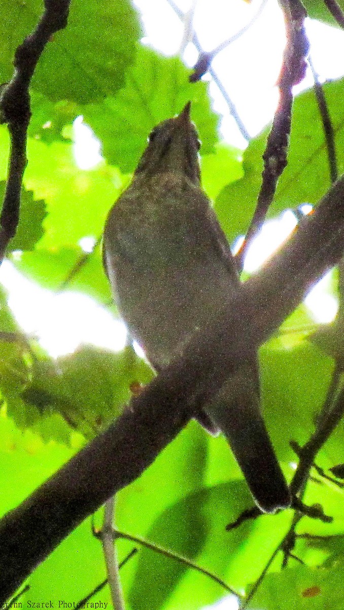 Veery - ML175699941
