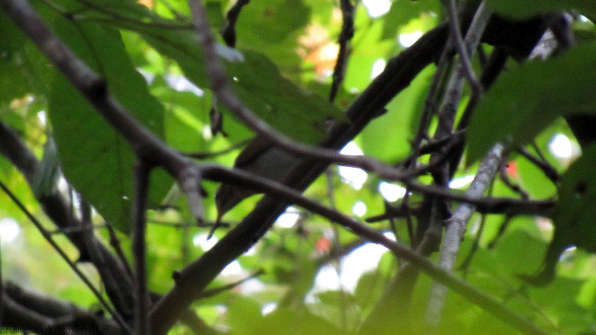 Veery - ML175699951