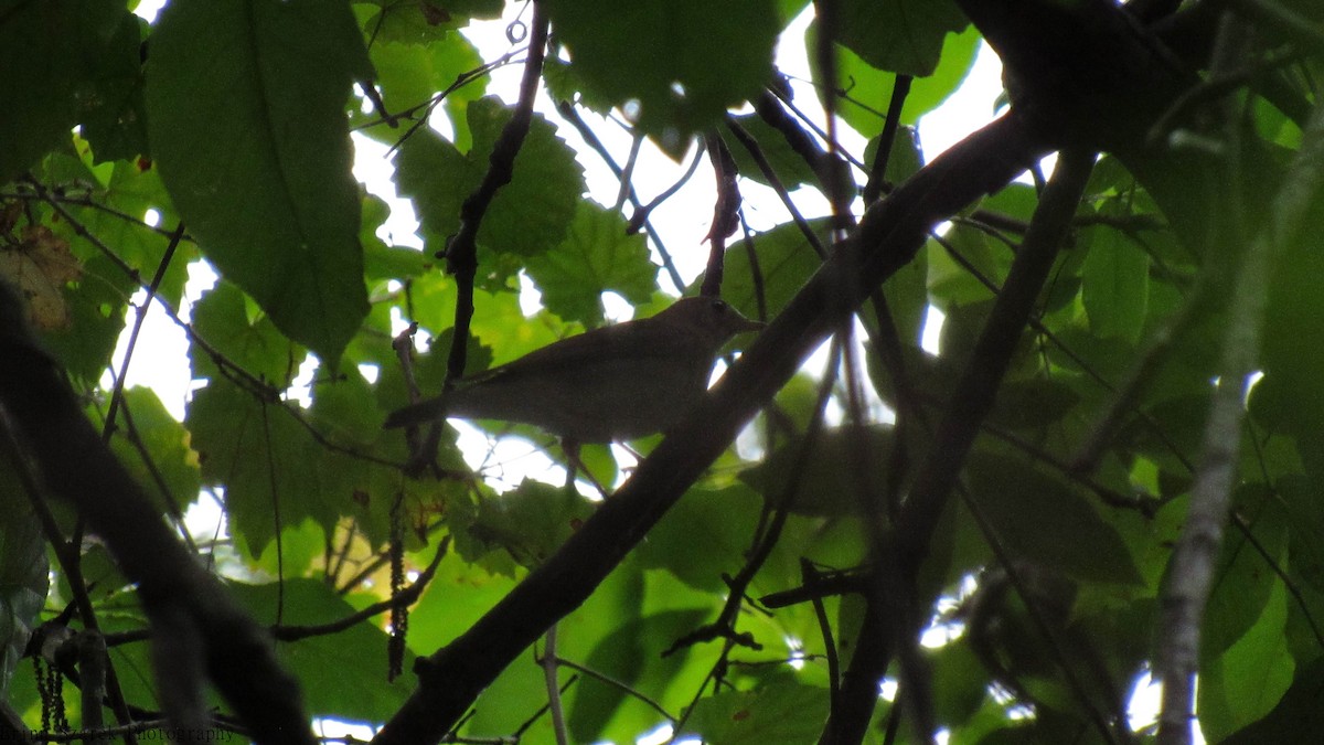 Veery - ML175699961