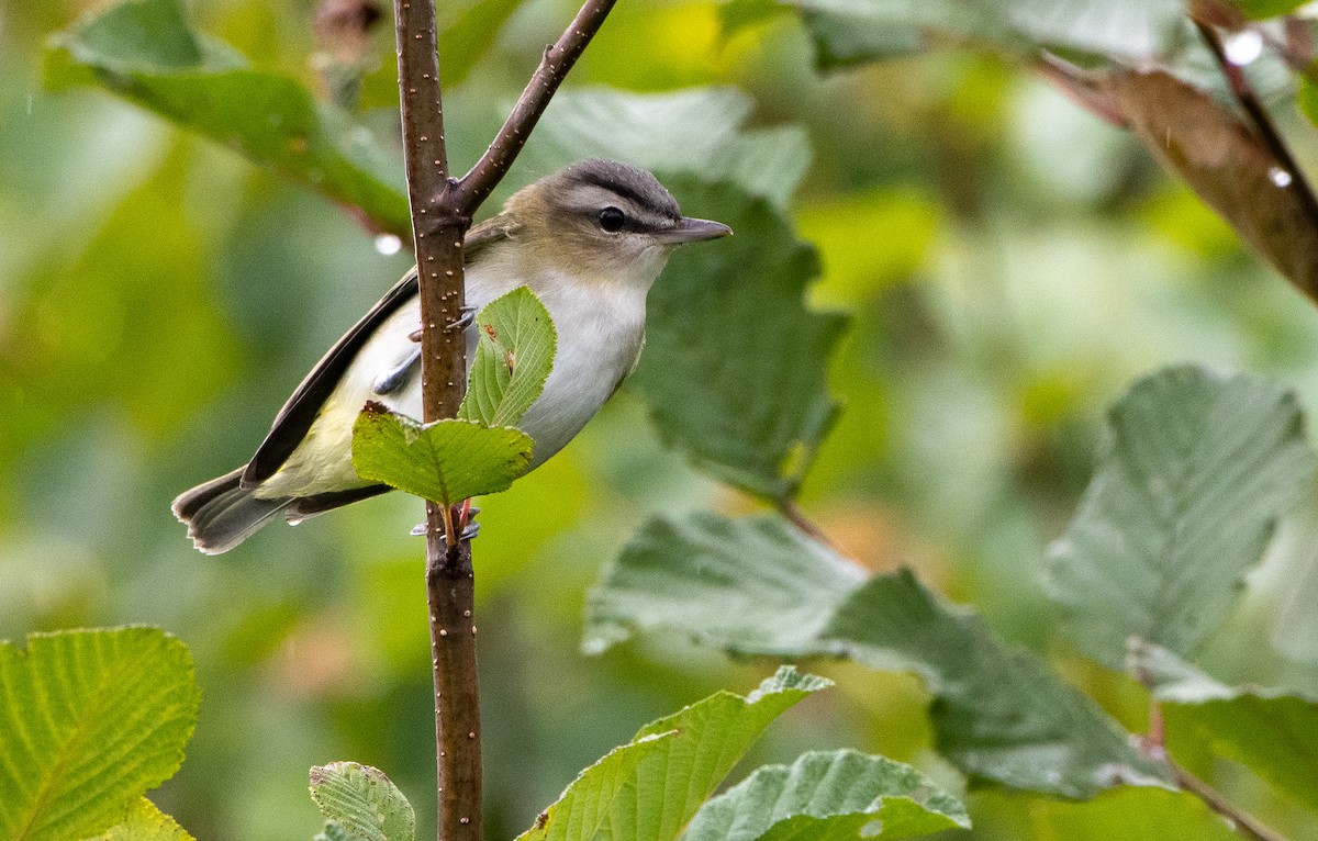 Red-eyed Vireo - ML175702261