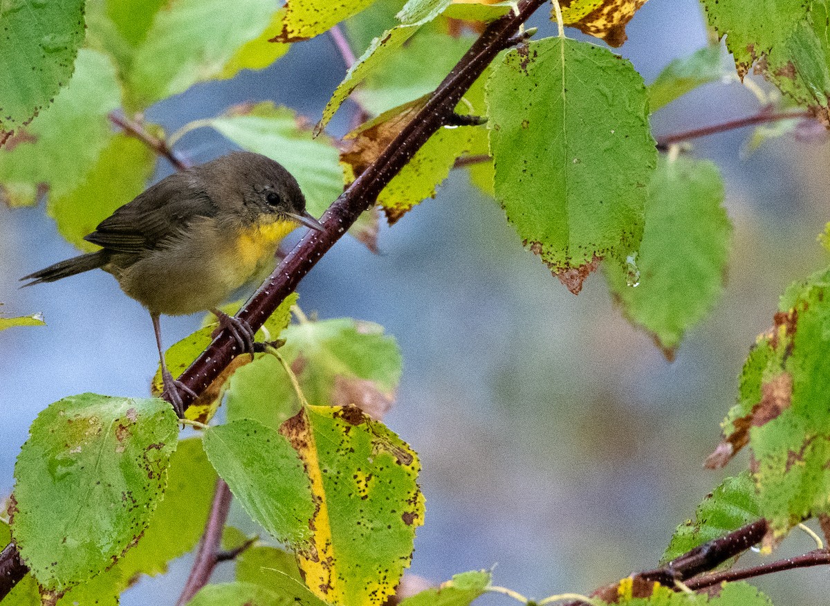 Common Yellowthroat - ML175702291