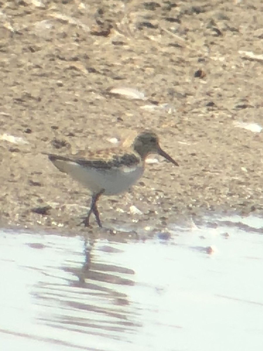 Baird's Sandpiper - ML175703291