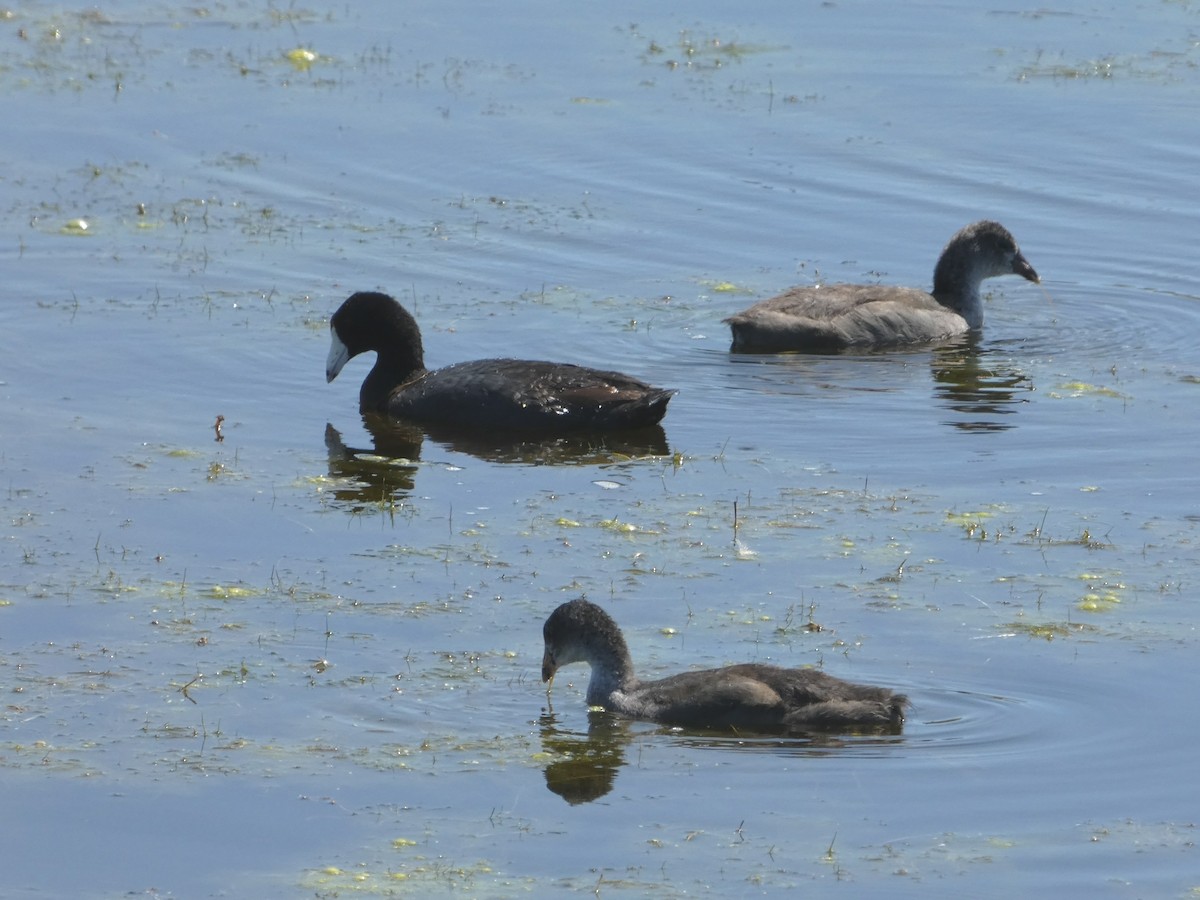 American Coot - ML175703321