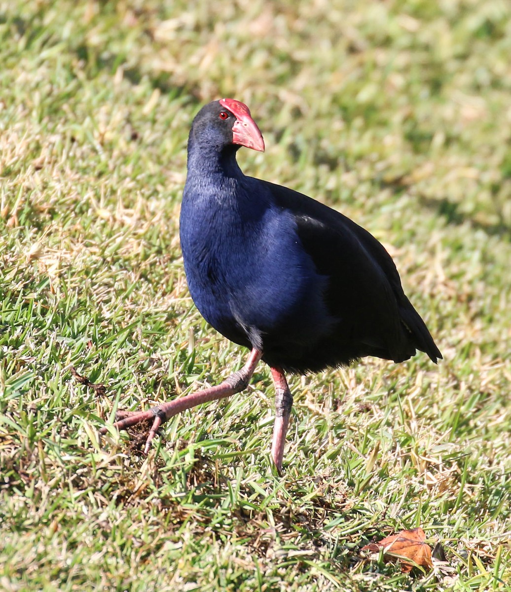 Australasian Swamphen - Tom Driscoll