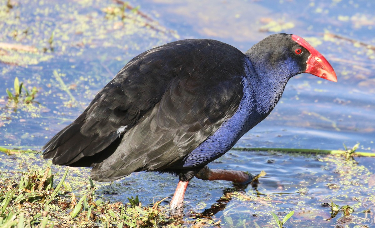 Australasian Swamphen - Tom Driscoll