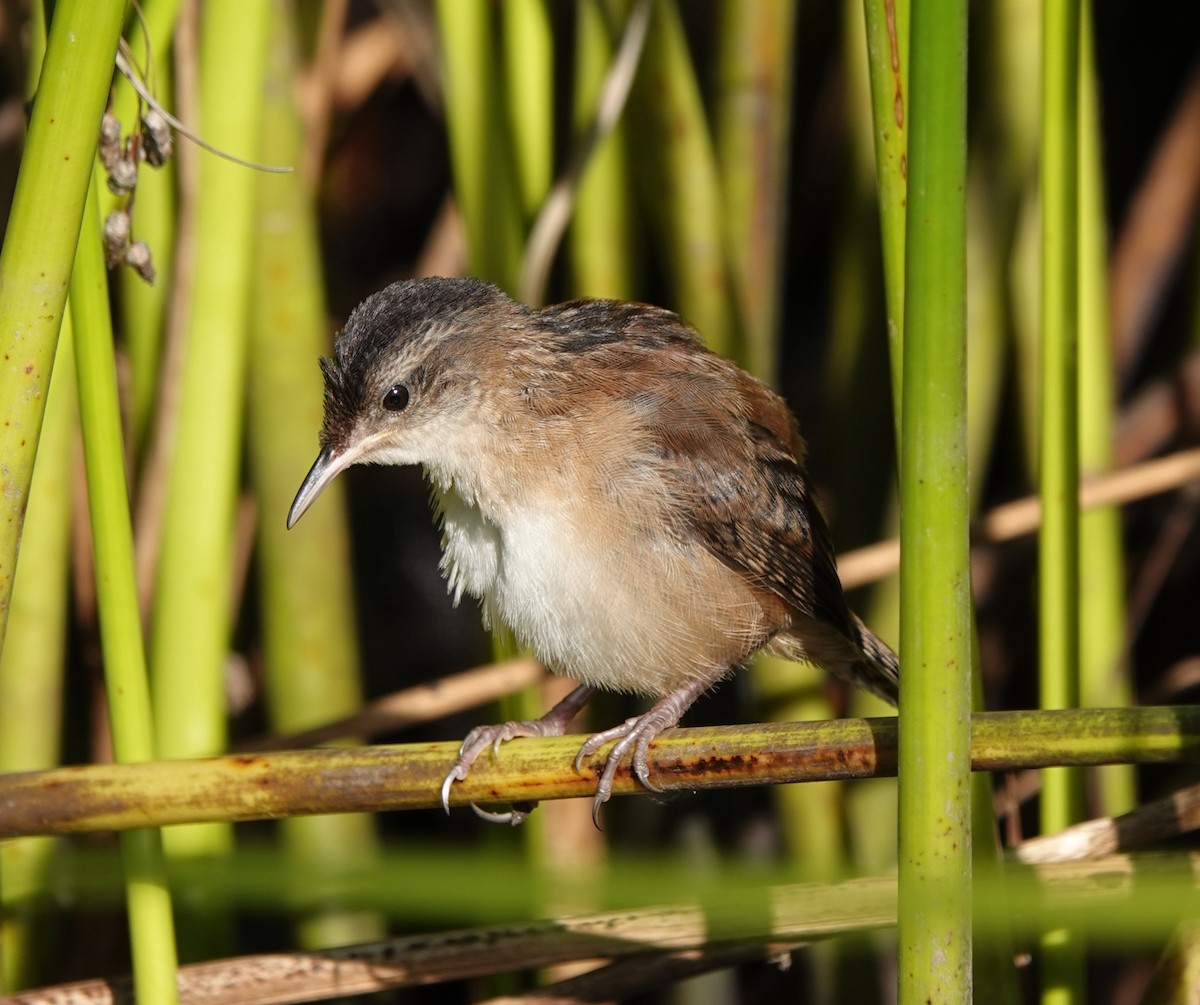 Marsh Wren - Clem Nilan