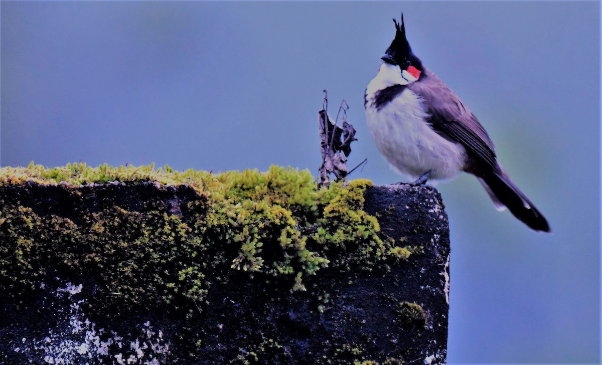 Red-whiskered Bulbul - ML175705791