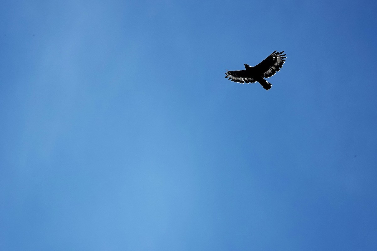 Oriental Honey-buzzard - Venkatesh VT