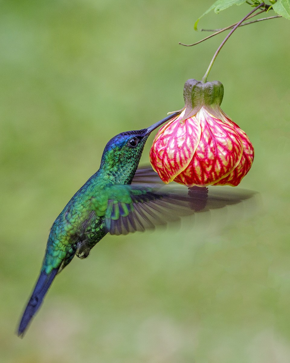 Violet-capped Woodnymph - ML175705951