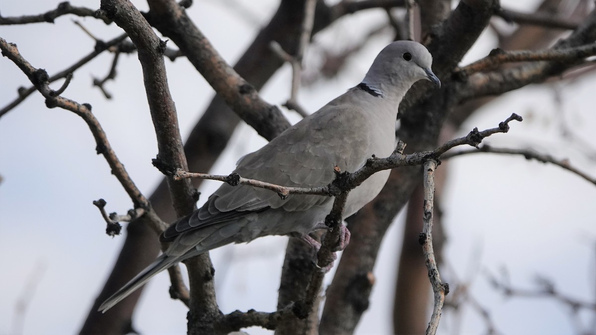 Eurasian Collared-Dove - George Ho