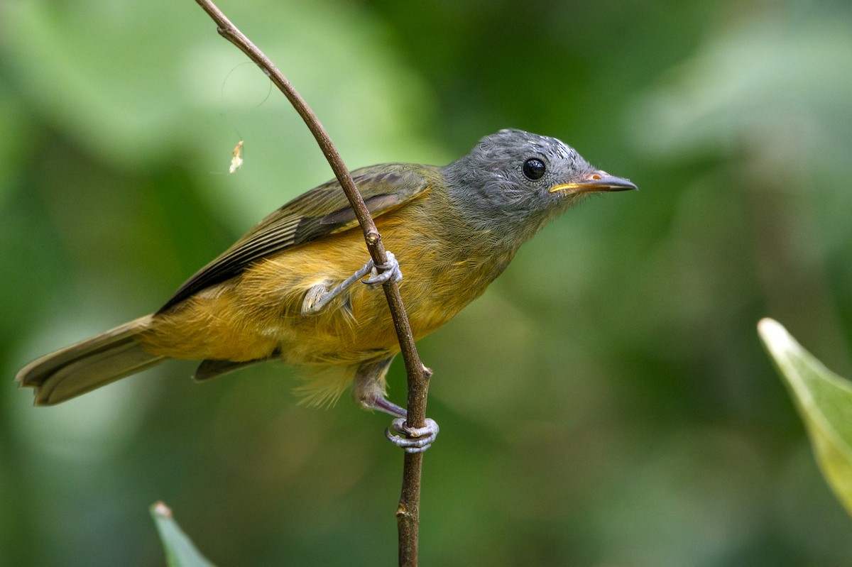 Gray-hooded Flycatcher - ML175706301