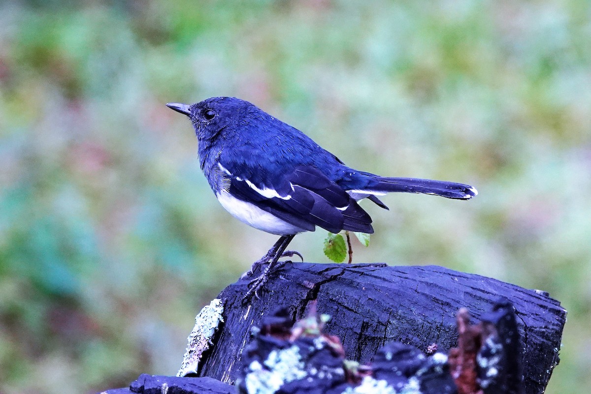 Oriental Magpie-Robin - Venkatesh VT