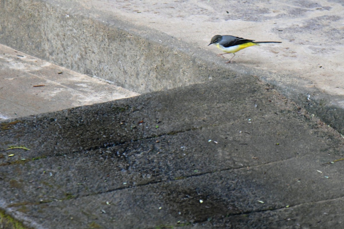 Gray Wagtail - Venkatesh VT