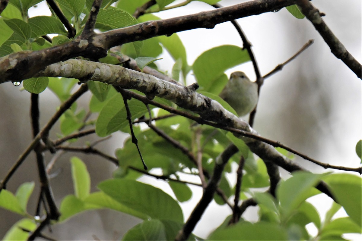 Green/Greenish Warbler - ML175706641