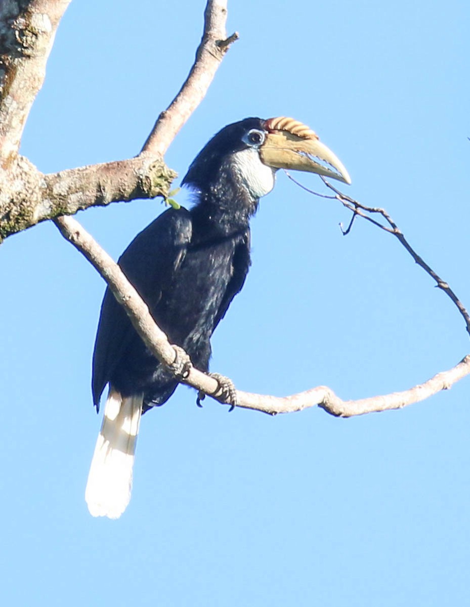 Blyth's Hornbill - Tom Driscoll