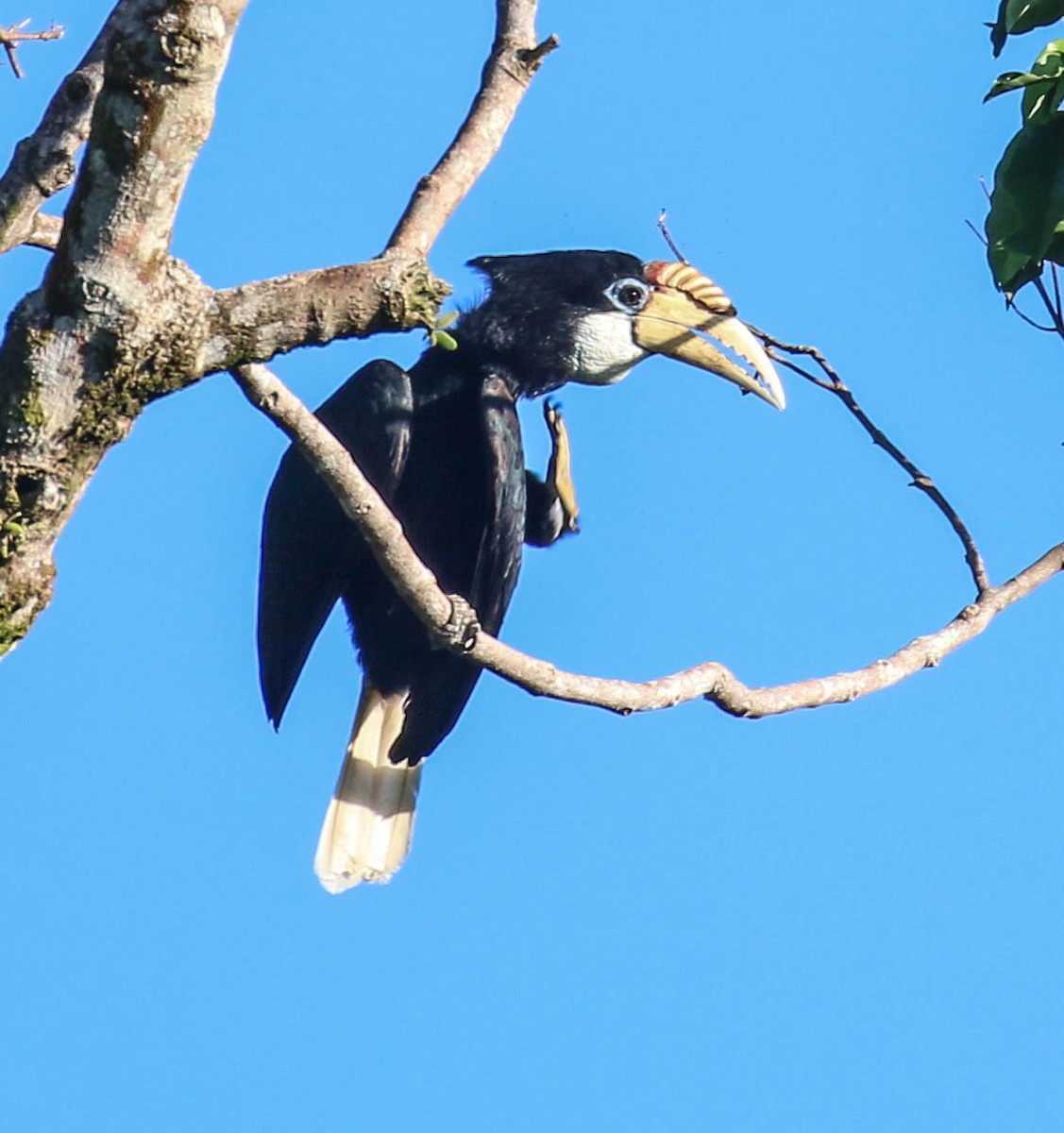 Blyth's Hornbill - Tom Driscoll