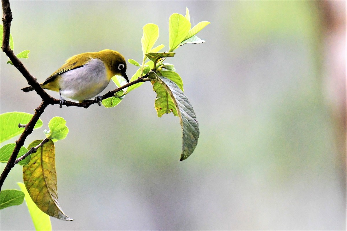 Indian White-eye - ML175707051