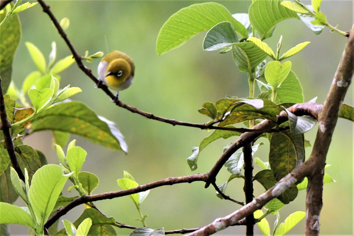 Indian White-eye - Venkatesh VT