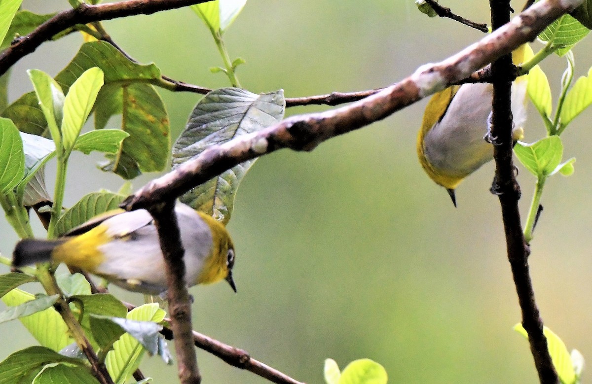 Indian White-eye - Venkatesh VT