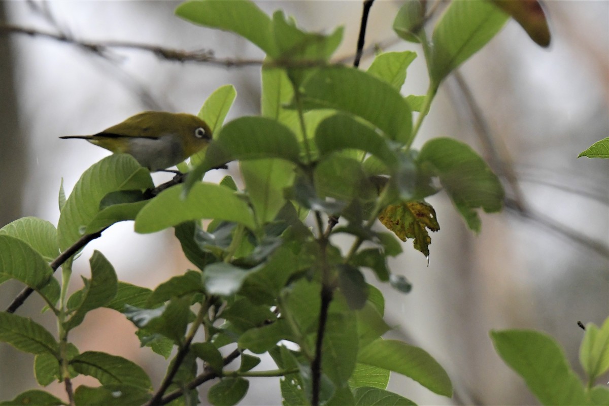 Indian White-eye - ML175707111