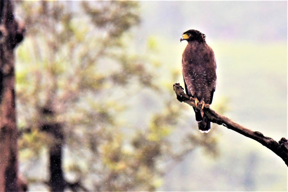 Crested Serpent-Eagle - Venkatesh VT