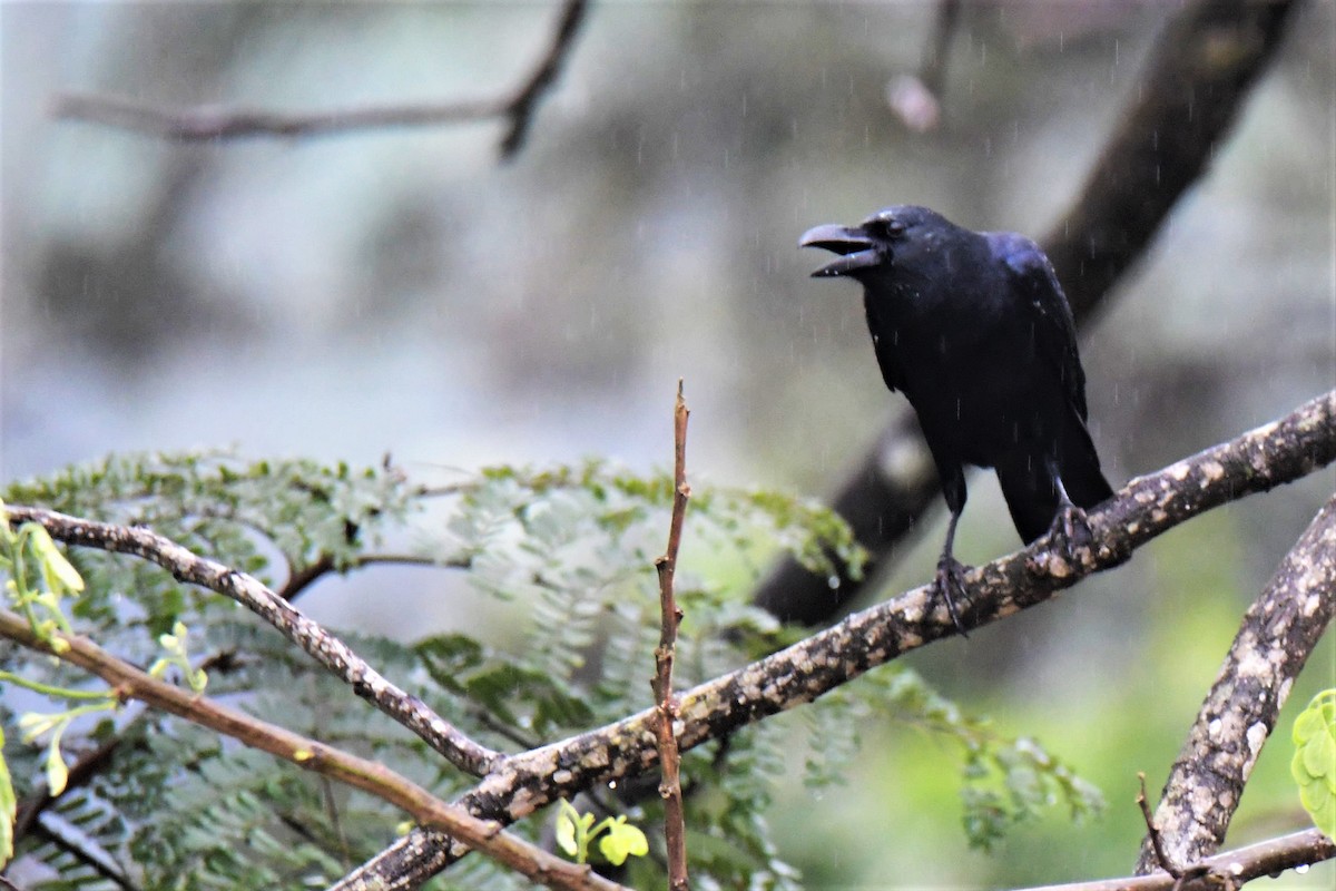 Large-billed Crow - Venkatesh VT