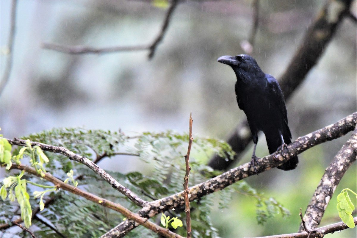 Large-billed Crow - ML175707601