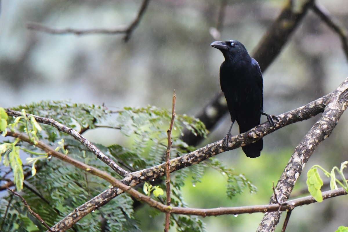 Large-billed Crow - ML175707631