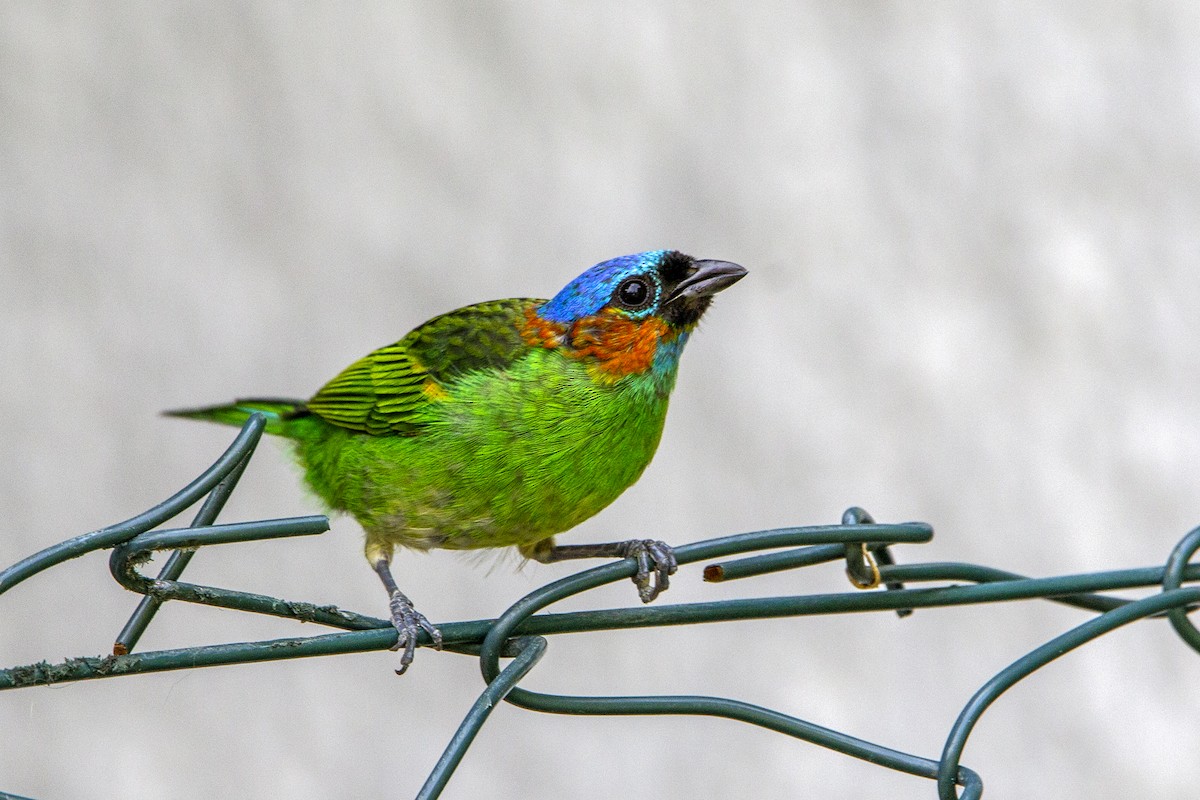 Red-necked Tanager - ML175708031